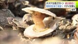 今年度の生産量は過去最低の2万トンに 大量死の「陸奥湾ホタテ」について青森県が発表 新たな生産対策として陸奥湾全体で採苗へ ホタテを食べる「タイ」への対策も|TBS NEWS DIG