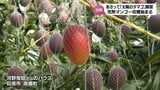 「出来は上々」味も糖度もよい 宮崎特産「完熟マンゴー」の収穫が始まる | MRTニュース | MRT宮崎放送
