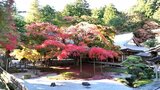 【紅葉】雷山千如寺「樹齢400年の大楓」 | 福岡のニュース|RKB NEWS|RKB毎日放送