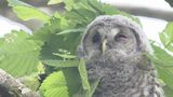 モフモフ!フクロウの赤ちゃん、今年も神社に…“福”がたくさん、今年は3兄弟! | 福島のニュース│TUF