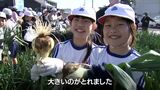 延岡市特産の「空飛ぶ新玉ネギ」 地元の小学生が収穫 | MRTニュース | MRT宮崎放送