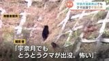 クマ出没相次ぐ 富山を代表する温泉街周辺に2頭のクマ...動画撮影者「とうとうクマ出没 怖い」富山県・黒部市　|　富山のニュース｜天気・防災｜チューリップテレビ