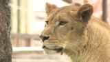 メスなのに…オスと間違われたライオン 元の動物園に帰還 | 愛媛のニュース - Nスタえひめ|あいテレビは6チャンネル