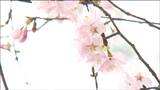 「自分の生きがい」孫2人を亡くした男性が守り続けるサクラ今年も花を咲かせる 東日本大震災遺構・大川小学校 | 宮城のニュース│tbc NEWS│tbc東北放送