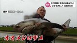 川のコイがかみちぎられた!宮崎市で釣り上げられたのは沖縄以北にはいないはずの凶暴なサメ"オオメジロザメ"なぜ? | MRTニュース | MRT宮崎放送