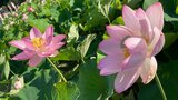 仏の里で淡いピンクの花が見ごろ 臼杵市で蓮まつり 象鼻杯の体験も | 大分のニュース|OBS NEWS|大分放送