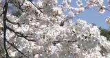 【桜前線】金沢の開花予想日は4月3日と平年並み 満開は4月8日|TBS NEWS DIG