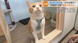 猫店長も歓迎!? “ 全国旅行支援”に三重県の旅行会社「予約3倍 断然沖縄が人気」 | 名古屋・愛知・岐阜・三重のニュース【CBC news】 | CBC web