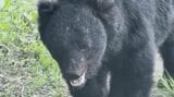 「貫禄があって…」クマとの遭遇に「命の危険を感じるような大きさだった」 農家が田んぼで捉えたのは物怖じしないツキノワグマ 睨むようにこちらへ目向け… 地域の人たちも不安を募らせる 青森県十和田市|TBS NEWS DIG