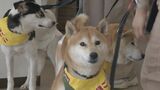 幸せなセカンドライフのために…　保護犬の飼い主を探す「譲渡会」　自動車販売会社が社会貢献の一環として実施|TBS NEWS DIG