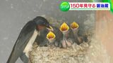 150年守り続けたツバメの巣『ツバメを大切に』先代の教え守る老舗の醤油蔵【今年は巣が27個!】 | 岡山・香川のニュース | 天気 | RSK山陽放送