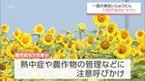 宮崎県内は22日も「猛暑日」に　29日まで危険な暑さの予想　都城市では約100万本のヒマワリが見ごろに　|　MRTニュース ｜ ＭＲＴ宮崎放送