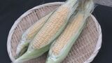 糖度が高く皮も柔らかい…甘~いトウモロコシ「味来(みらい)」の収穫始まる 夜間蓄えた糖分を残すため夜明け前に収穫|TBS NEWS DIG