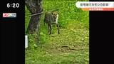 住民が目撃し撮影 住宅地にカモシカ出没 仙台・青葉区|TBS NEWS DIG