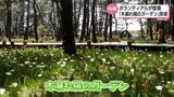 市民が手入れ 宮崎市の「木漏れ陽のガーデン」のチューリップが見ごろ|TBS NEWS DIG
