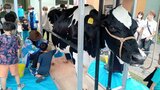 来週の“父の日”を前に 大分市で「牛乳(ちち)を贈ろう」キャンペーン | 大分のニュース|OBS NEWS|大分放送