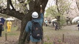 桜の名所「舞鶴公園」で緊急点検　樹齢60年の桜の木、倒木の原因は”木の根元が腐食”　福岡市|TBS NEWS DIG