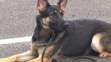 県内初 警察が飼育や管理、訓練を直接行う警察犬を導入 2匹の犬舎も完成 大分 | 大分のニュース|OBS NEWS|大分放送