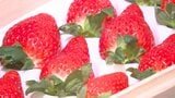 大分いちご旬入り宣言　ベリーツ1箱27万円の高値も　出荷量増加へ|TBS NEWS DIG