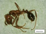 ヒアリの仲間 特定外来生物アカカミアリが倉庫に数十匹 東北初確認 福島・郡山市 | 福島のニュース│TUF