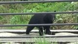 静岡県でクマとみられる目撃情報101件 小学校にも足跡 専門家は「冬眠しなくなる可能性」を指摘=静岡|TBS NEWS DIG