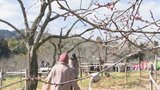 大分市で吉野梅まつりはじまる 春を待つつぼみはまだ固く | 大分のニュース|OBS NEWS|大分放送