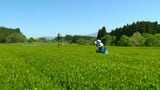 鹿児島県産1番茶 静岡県に次ぐ全国2位 生産量は増えるも1090トン及ばず|TBS NEWS DIG