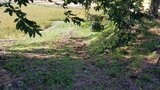栗拾い中の70代男性がクマに襲われる 5分後には農作業中の別の男性が… 2人はけがするも命に別状なし 岩手・八幡平市|TBS NEWS DIG