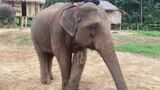 福岡市動物園にゾウ4頭 7月中にミャンマー・ヤンゴンから 一般公開は10月 | 福岡のニュース|RKB NEWS|RKB毎日放送