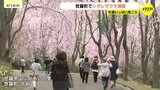 「まるで桜のシャワーみたい」シダレザクラが満開に　この冬は寒い日多く例年より1週間以上遅く　広島・世羅町|TBS NEWS DIG
