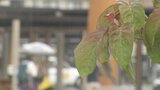 5月6日は立夏 大分県内は7日雨 天気回復は連休明け | 大分のニュース|OBS NEWS|大分放送