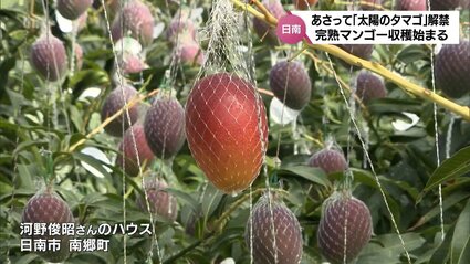 摘果マンゴー　20kg 最終価格 完熟マンゴー超大玉がお買い得！】ふじえだ完熟マンゴー、期間限定