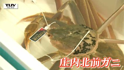 鮮度を保つための工夫とは？ 山形県のブランドズワイガニ「庄内北前