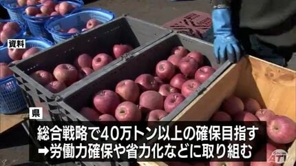 過去2番目の少なさに 2025年に青森県内で収穫されたリンゴは35万1400 過去2番目の少なさに 2025年に青森県内で収穫されたリンゴは35万1400