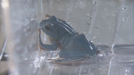 幸せを呼ぶ⁉ “青い”カエル 田んぼの近くで偶然見つけた男性が鳥羽
