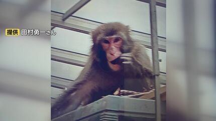 女性(60代)が後ろからズボンを引っ張られる サルの目撃情報相次ぐ 山口