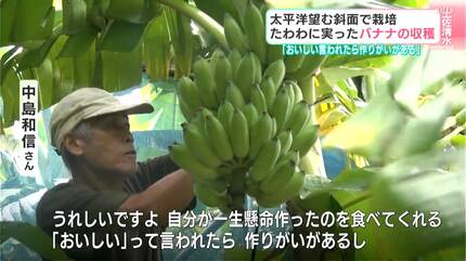 おいしいと言われたら作りがいがある」太平洋を望む山の斜面で栽培 