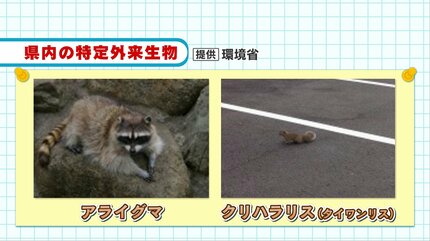 アライグマ 様 可愛い顔して凶暴！？特定外来生物「アライグマ」が熊本・立田山で初