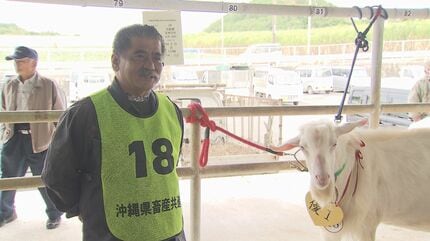 沖縄ナンバーワンの「肉用ヤギ」決まる 上位に選ばれたヤギの運命は