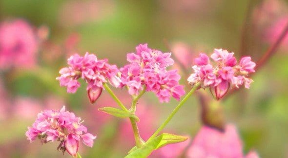 赤そばの花が見ごろ…約4.2ヘクタールの敷地に濃いピンクの花が咲く品種「高嶺（たかね）ルビー」満開…長野・箕輪町…赤そばの栽培は遊休農地活用のため約30年前から続く　|　SBC NEWS | 長野のニュース | SBC信越放送