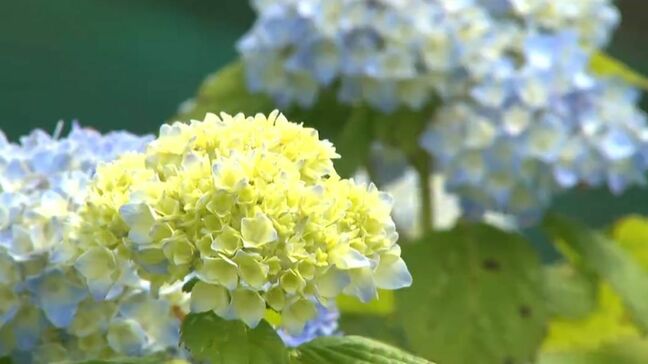 梅雨の晴れ間!暑い一日 アジサイの季節|TBS NEWS DIG