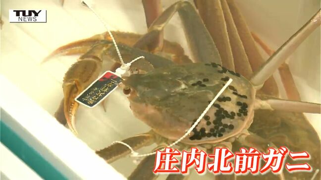 鮮度を保つための工夫とは? 山形県のブランドズワイガニ「庄内北前ガニ」の目ぞろえ会 今シーズンの漁を解禁!(山形)|TBS NEWS DIG