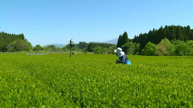 鹿児島県産1番茶 静岡県に次ぐ全国2位 生産量は増えるも1090トン及ばず|TBS NEWS DIG