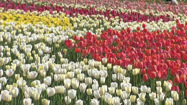 「カラフルでかわいい」チューリップ200種75万本が見ごろ　世羅高原農場　ユニークな「アイスクリームバナナ」や「ニューサンタ」も　広島|TBS NEWS DIG