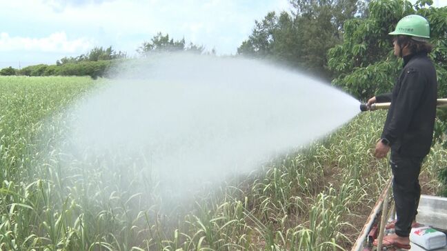 少雨傾向続く沖縄・宮古島　サトウキビの干ばつ対策でかん水作業始まる|TBS NEWS DIG