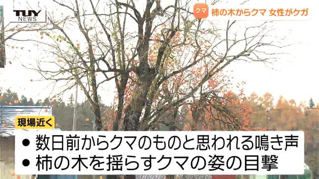 「家族がクマに襲われた、血が出ている」クマは突如、柿の木を降り女性を襲ったか　女性は顔、右腕、右足にケガ　県内でクマの目撃相次ぐ（山形）|TBS NEWS DIG