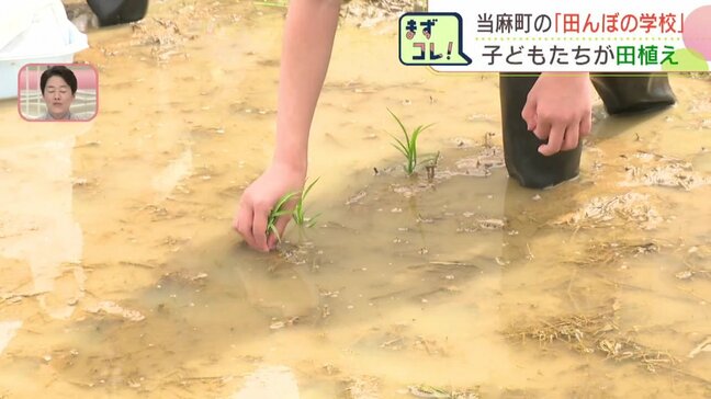 自分たちで植えて給食で食べる!北海道当麻町で「田んぼの学校」が開校 地元の小中学生約180人が笑顔で「きたくりん」の田植えに挑戦|TBS NEWS DIG