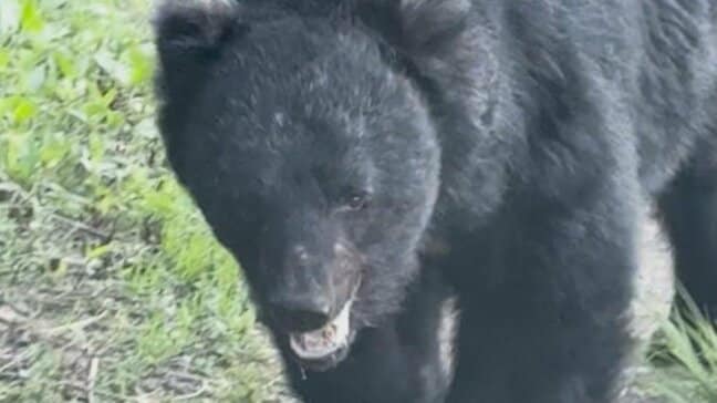 「貫禄があって…」クマとの遭遇に「命の危険を感じるような大きさだった」 農家が田んぼで捉えたのは物怖じしないツキノワグマ 睨むようにこちらへ目向け… 地域の人たちも不安を募らせる 青森県十和田市|TBS NEWS DIG