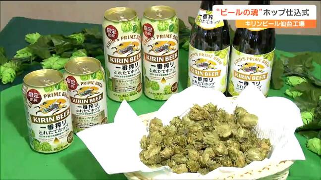 「ビールの魂を注入」岩手県産のホップを原料にしたビールの仕込み 仙台|TBS NEWS DIG
