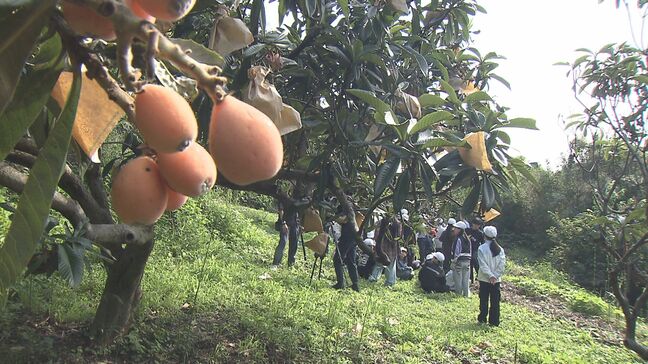 地元特産ビワを小学生が収穫「あんまり取れなかった」 虫被害で収穫量が例年の半分以下に 大分|TBS NEWS DIG